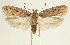  (Depressaria discipunctella - BC TLMF Lep 19362)  @14 [ ] CreativeCommons - Attribution Non-Commercial Share-Alike (2016) Peter Huemer Tiroler Landesmuseum