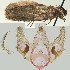  (Depressaria afghanella - BC TLMF Lep 19369)  @13 [ ] CreativeCommons - Attribution Non-Commercial Share-Alike (2016) Peter Huemer Tiroler Landesmuseum