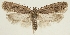  (Depressaria hannemanniana - BC TLMF Lep 19371)  @14 [ ] CreativeCommons - Attribution Non-Commercial Share-Alike (2016) Peter Huemer Tiroler Landesmuseum