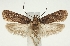  (Depressaria pimpinellae - BC TLMF Lep 19377)  @15 [ ] CreativeCommons - Attribution Non-Commercial Share-Alike (2016) Peter Huemer Tiroler Landesmuseum