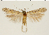  ( - TLMF Lep 19385)  @13 [ ] CreativeCommons - Attribution Non-Commercial Share-Alike (2016) Peter Buchner Tiroler Landesmuseum