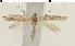  (Bucculatrix canariensis - TLMF Lep 19401)  @14 [ ] CreativeCommons - Attribution Non-Commercial Share-Alike (2016) Peter Buchner Tiroler Landesmuseum