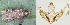  ( - TLMF Lep 19424)  @12 [ ] CreativeCommons - Attribution Non-Commercial Share-Alike (2016) Peter Buchner Tiroler Landesmuseum