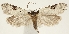  (Luquetia - TLMF Lep 19427)  @15 [ ] CreativeCommons - Attribution Non-Commercial Share-Alike (2016) Peter Buchner Tiroler Landesmuseum