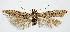 ( - TLMF Lep 19447)  @13 [ ] CreativeCommons - Attribution Share-Alike (2017) Unspecified Tiroler Landesmuseum Ferdinandeum