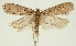  (Exaeretia significa - ZMUC-29134-D01)  @11 [ ] CreativeCommons - Attribution Non-Commercial Share-Alike (2016) Peter Buchner Tiroler Landesmuseum