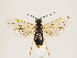  (Euura clitellata - ZMUO.030826)  @14 [ ] CreativeCommons - Attribution Non-Commercial (2018) Marko Mutanen University of Oulu