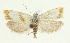  (Phtheochroa purana - TLMF_Lep_47424)  @11 [ ] CreativeCommons - Attribution Non-Commercial Share-Alike (2025) Peter Buchner Tiroler Landesmuseum