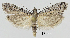  ( - TLMF Lep 28706)  @11 [ ] CreativeCommons - Attribution Non-Commercial Share-Alike (2020) Friedmar Graf Tiroler Landesmuseum