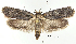  (Depressaria fuscipedella - TLMF Lep 28751)  @11 [ ] CreativeCommons - Attribution Non-Commercial Share-Alike (2020) Friedmar Graf Tiroler Landesmuseum