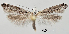  ( - TLMF Lep 28778)  @11 [ ] CreativeCommons - Attribution Non-Commercial Share-Alike (2021) Friedmar Graf Tiroler Landesmuseum