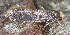  ( - TLMF Lep 28781)  @11 [ ] CreativeCommons - Attribution Non-Commercial Share-Alike (2021) Peter Buchner Tiroler Landesmuseum