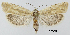  ( - TLMF Lep 28984)  @11 [ ] CreativeCommons - Attribution Non-Commercial Share-Alike (2022) Friedmar Graf Tiroler Landesmuseum