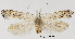  ( - TLMF Lep 29005)  @11 [ ] CreativeCommons - Attribution Non-Commercial Share-Alike (2022) Friedmar Graf Tiroler Landesmuseum