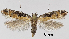  (Aristotelia montarcella - TLMF Lep 29008)  @11 [ ] CreativeCommons - Attribution Non-Commercial Share-Alike (2022) Friedmar Graf Tiroler Landesmuseum