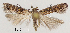  ( - TLMF Lep 29027)  @11 [ ] CreativeCommons - Attribution Non-Commercial Share-Alike (2022) Friedmar Graf Tiroler Landesmuseum