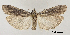  ( - TLMF_Lep_32497)  @11 [ ] CreativeCommons - Attribution Share-Alike (2023) Unspecified Tiroler Landesmuseen