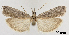  ( - TLMF_Lep_32498)  @11 [ ] CreativeCommons - Attribution Non-Commercial Share-Alike (2022) Friedmar Graf Tiroler Landesmuseum