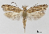  (Cacochroinae - TLMF_Lep_32527)  @11 [ ] CreativeCommons - Attribution Non-Commercial Share-Alike (2022) Peter Buchner Tiroler Landesmuseum