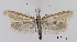  ( - TLMF_Lep_32576)  @11 [ ] CreativeCommons - Attribution Non-Commercial Share-Alike (2022) Friedmar Graf Tiroler Landesmuseum