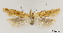  ( - TLMF_Lep_32394)  @11 [ ] CreativeCommons - Attribution Non-Commercial Share-Alike (2023) Friedmar Graf Tiroler Landesmuseum