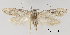  ( - TLMF_Lep_32462)  @11 [ ] CreativeCommons - Attribution Non-Commercial Share-Alike (2023) Peter Buchner Tiroler Landesmuseum