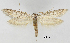  ( - TLMF_Lep_32465)  @11 [ ] CreativeCommons - Attribution Non-Commercial Share-Alike (2023) Friedmar Graf Tiroler Landesmuseum