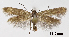  ( - TLMF_Lep_32466)  @11 [ ] CreativeCommons - Attribution Non-Commercial Share-Alike (2023) Friedmar Graf Tiroler Landesmuseum