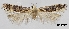  (Stomopteryx nugatricella - TLMF_Lep_38410)  @11 [ ] CreativeCommons - Attribution Non-Commercial Share-Alike (2023) Friedmar Graf Tiroler Landesmuseum