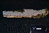  (Grammothele subargentea - MEX-0057)  @11 [ ] CreativeCommons - Attribution Non-Commercial (2016) Emanuel Grassi UBA