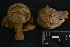  (Myriostoma - MEX-0065)  @11 [ ] CreativeCommons - Attribution Non-Commercial (2016) Emanuel Grassi UBA