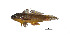  ( - GEpun2)  @14 [ ] Copyright (2011) J. Quilang and J. Tango, University of the Philippines, Diliman, Institute of Biology