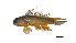  ( - GEpun3)  @14 [ ] Copyright (2011) J. Quilang and J. Tango, University of the Philippines, Diliman, Institute of Biology