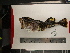  ( - PEB0067)  @14 [ ] CreativeCommons - Attribution Non-Commercial Share-Alike (2011) DFO DFO