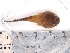  (Gobiesox maeandricus - PEB0220)  @13 [ ] CreativeCommons - Attribution Non-Commercial Share-Alike (2011) DFO DFO