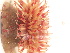  ( - PEB0264)  @11 [ ] CreativeCommons - Attribution Non-Commercial Share-Alike (2011) DFO DFO