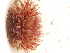  ( - PEB0264)  @11 [ ] CreativeCommons - Attribution Non-Commercial Share-Alike (2011) DFO DFO