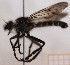  (Cyrtopogon fulvicornis - KLMDip00589)  @11 [ ] CreativeCommons - Attribution Non-Commercial Share-Alike (2024) Laura Waldner Landesmuseum Kärnten