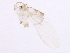  (Phlebotomus arabiens - USUHS_ARA002)  @12 [ ] CreativeCommons - Attribution (2012) CBG Photography Group Centre for Biodiversity Genomics