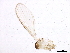  ( - USUHS_BR065)  @12 [ ] CreativeCommons - Attribution (2012) CBG Photography Group Centre for Biodiversity Genomics