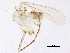  (Phlebotomus longicuspis - USUHS_LCP001)  @13 [ ] CreativeCommons - Attribution (2012) CBG Photography Group Centre for Biodiversity Genomics