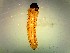  ( - OR646743)  @11 [ ] All rights reserved (2022) Yandava Swarupa Achrya N. G.Ranga Agricultural University, S. V.Agricultural College, Tirupati, A.P. India