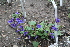  ( - UNKAR7089)  @11 [ ] CreativeCommons - Attribution Non-Commercial (2014) Unspecified Karlsruhe Institute of Technology, Botanical Garden