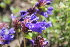  ( - UNKAR7089)  @11 [ ] CreativeCommons - Attribution Non-Commercial (2014) Unspecified Karlsruhe Institute of Technology, Botanical Garden