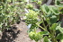  (Dracocephalum rupestre - UNKAR7684)  @11 [ ] CreativeCommons - Attribution Non-Commercial (2014) Unspecified Karlsruhe Institute of Technology, Botanical Garden
