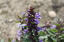  ( - UNKAR7685)  @11 [ ] CreativeCommons - Attribution Non-Commercial (2014) Unspecified Karlsruhe Institute of Technology, Botanical Garden