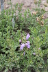  ( - UNKAR7691)  @11 [ ] CreativeCommons - Attribution Non-Commercial (2014) Unspecified Karlsruhe Institute of Technology, Botanical Garden