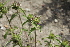  ( - UNKAR7874)  @11 [ ] CreativeCommons - Attribution Non-Commercial (2014) Unspecified Karlsruhe Institute of Technology, Botanical Garden