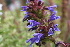  ( - UNKAR8012)  @11 [ ] CreativeCommons - Attribution Non-Commercial (2014) Unspecified Karlsruhe Institute of Technology, Botanical Garden