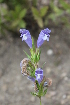  ( - UNKAR8162)  @11 [ ] CreativeCommons - Attribution Non-Commercial (2014) Unspecified Karlsruhe Institute of Technology, Botanical Garden